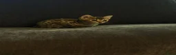 Bengal cats for sale: TICA registered bengal kittens  - Advert 4