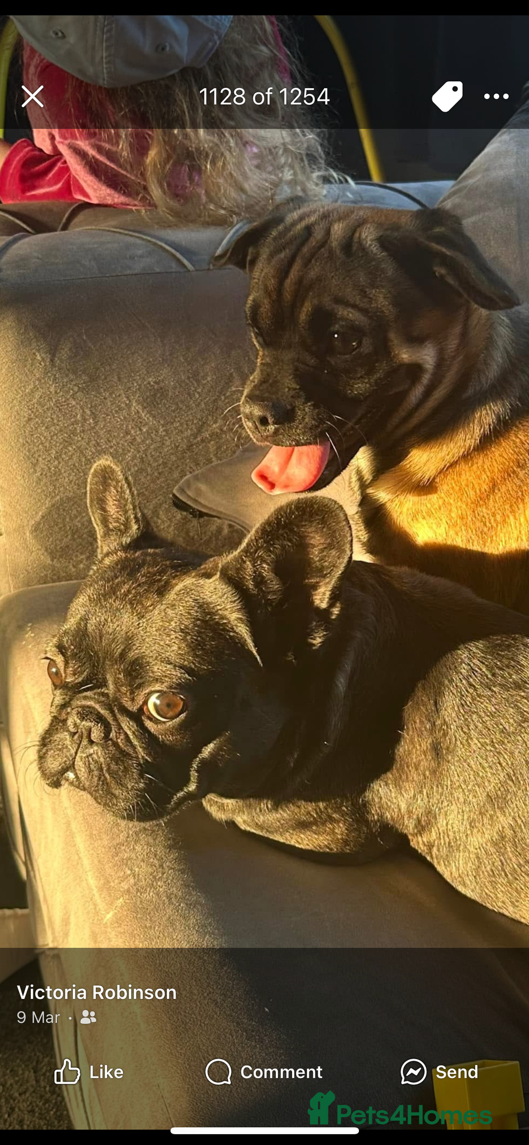 French Bulldog dogs for sale: Missy the Frenchie - Image 2