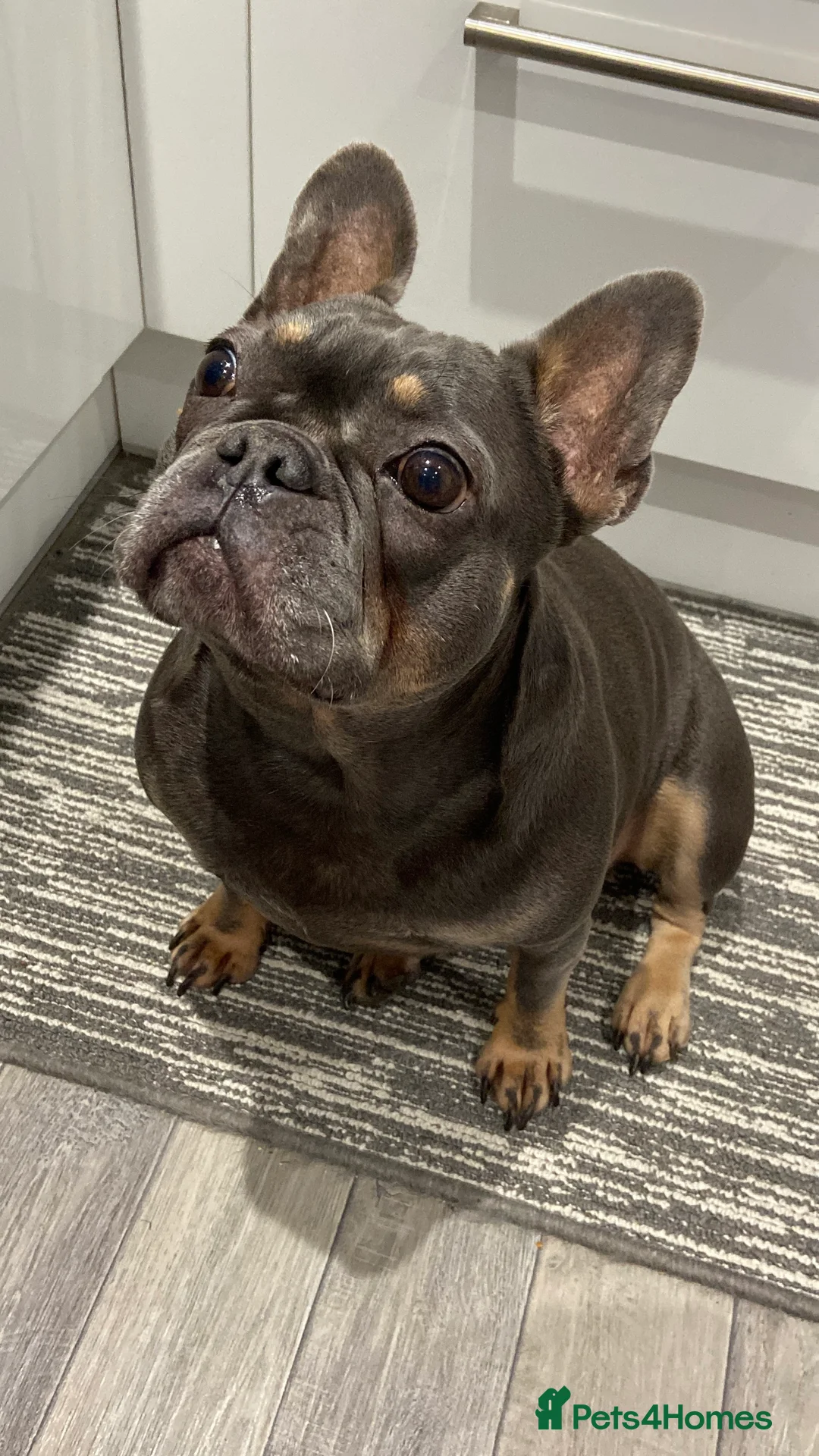 French Bulldog dogs for sale: Coral - Advert 1