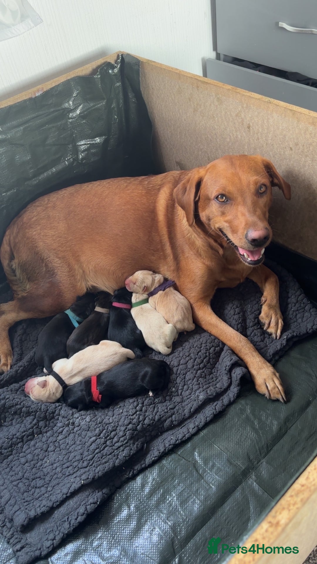 Mixed Breed dogs for sale: Mixed breed Labrador puppies  - Image 1