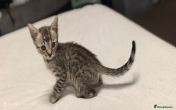 Bengal cats for sale: Silver Bengal kitten for sale  - Advert 15