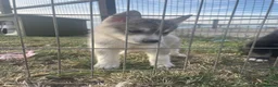 Siberian Husky dogs for sale: Ready Now - KC Registered male pup - Advert 4
