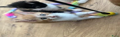 Domestic Shorthair 2