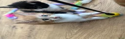 Domestic Shorthair cats for sale: 6 Adorable KittensReady for Their Forever Homes 🐾 - Advert 4