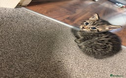 Mixed Breed cats for sale: Lovely ready to go kittens - Image 2