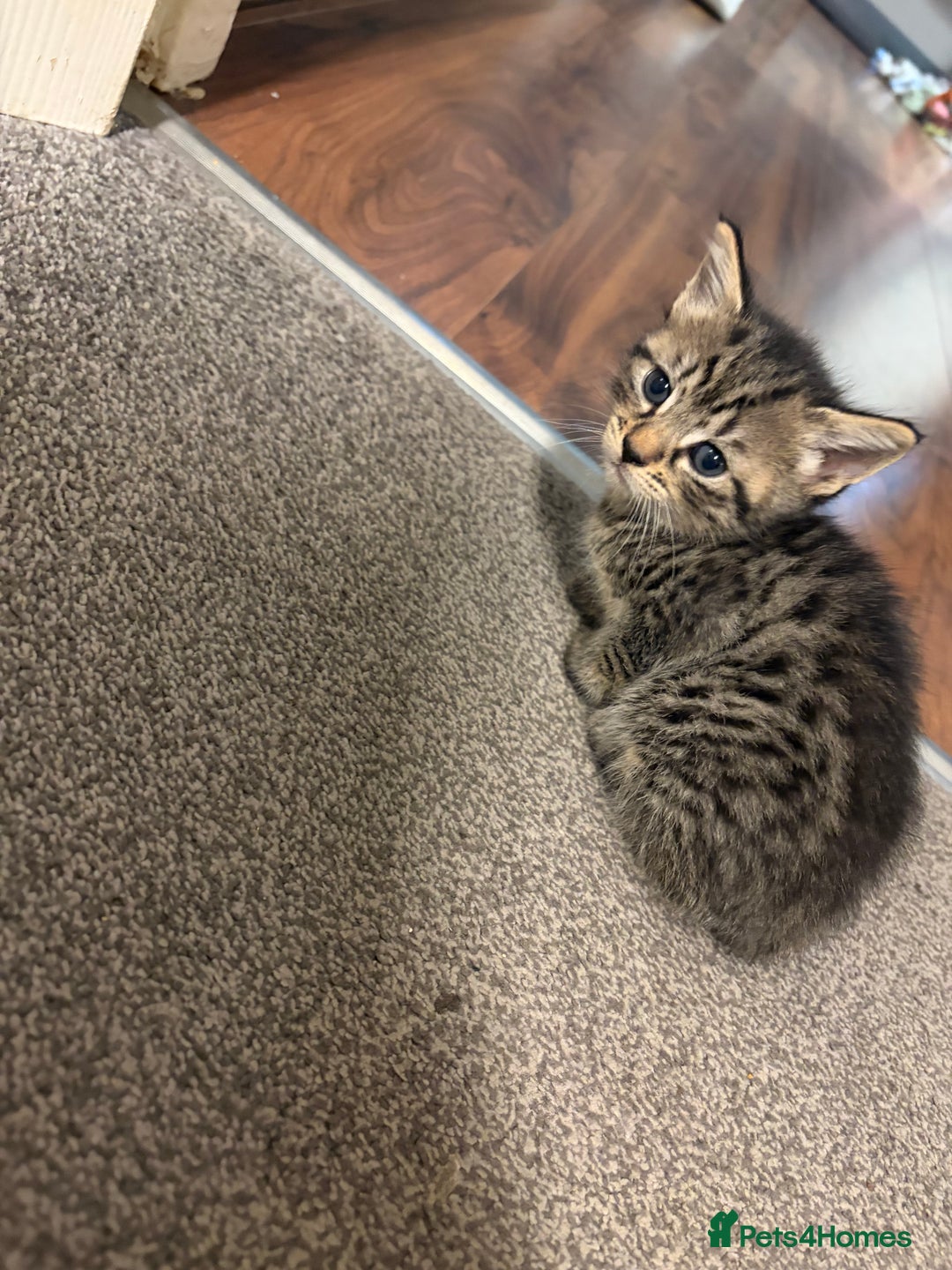 Mixed Breed cats for sale: Lovely ready to go kittens - Image 2