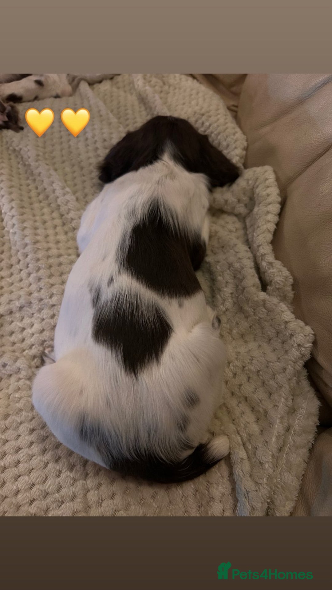 English Springer Spaniel dogs for sale: Springer spaniel puppies  - Image 4