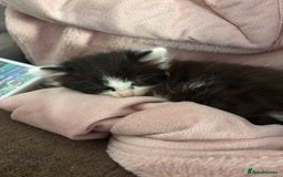 British Shorthair cats for sale: Adorable Kittens Looking for a Loving Home - Image 7