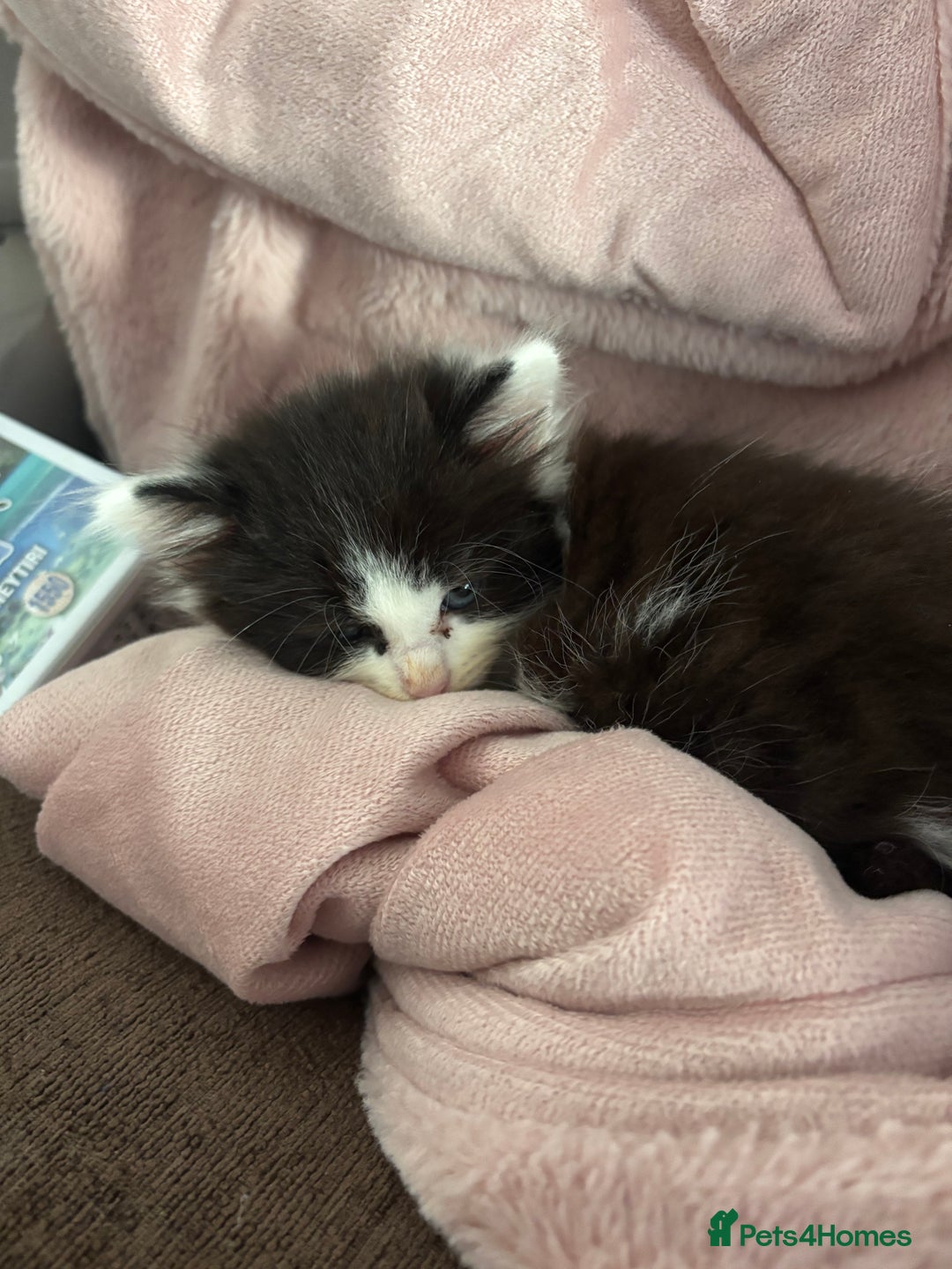 British Shorthair cats for sale: Adorable Kittens Looking for a Loving Home - Image 7