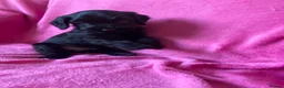 Cockapoo dogs for sale: F1b Beautiful Cockapoo puppies  - Advert 7