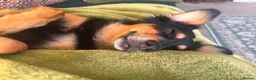 Mixed Breed dogs for sale: Indie in East Grinstead - Advert 3