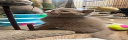 British Shorthair cats for sale: British longhair and shorthair kittens  - Advert 21