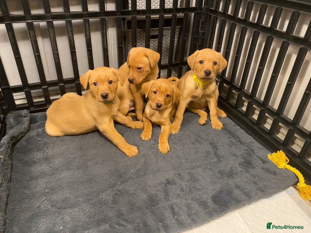 Labrador Retriever dogs for sale: KC Registered Labrador Male Pups READY NOW  - Advert 5