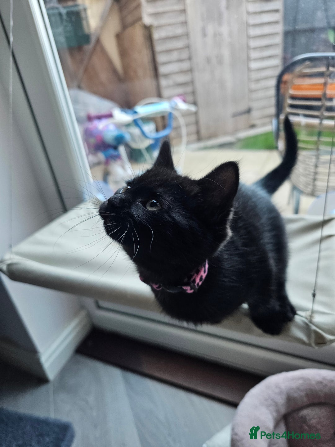 Ragdoll cats for sale: Ragdoll x Norwegian Forest Kittens - Advert 11