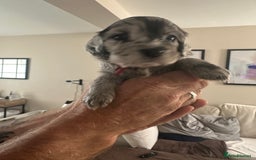 Cockapoo dogs for sale: Beautiful cockapoo puppies delivery possible - Image 9