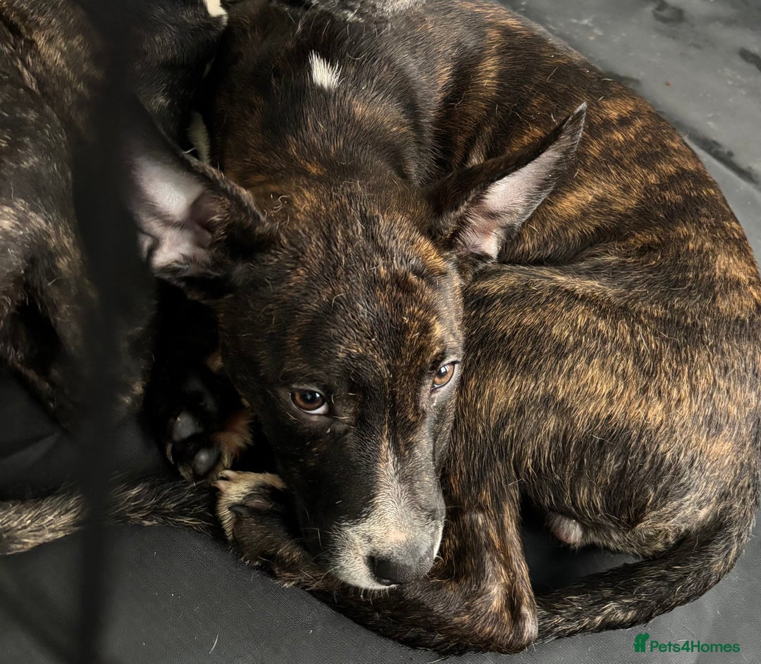 Mixed Breed dogs for sale: 2 loving bullstaffs for sale.  - Image 1