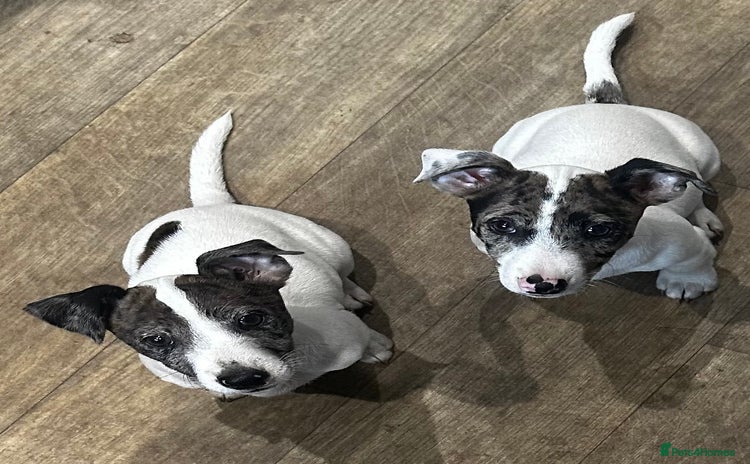 Jack Russell dogs - Advert 5