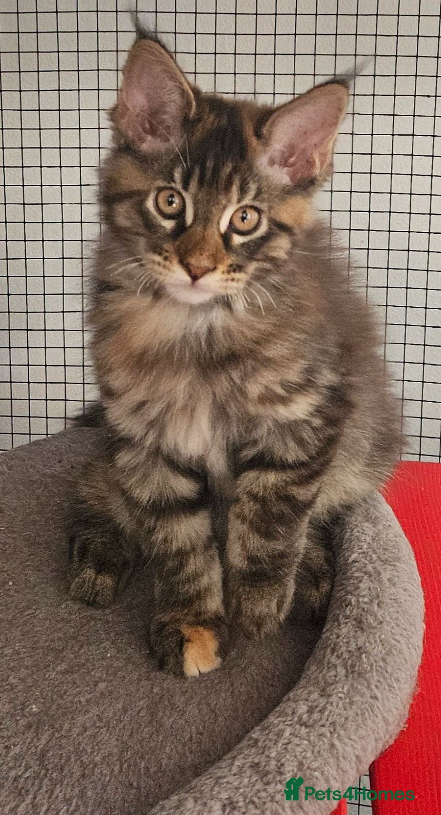 Maine Coon cats Fantastic Xl Main Coons Girls - Advert 4