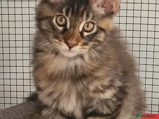 Maine Coon cats Fantastic Xl Main Coons Girls - Advert 4
