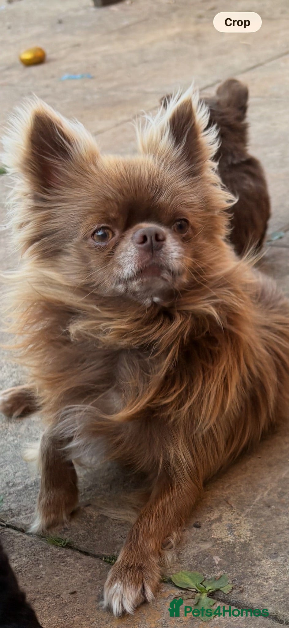 Chihuahua dogs KC Reg Chihuahua Stud - Advert 10