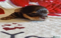 Yorkshire Terrier dogs for sale: Outstanding RARE Yorkshire terrier Chocolate - Image 5