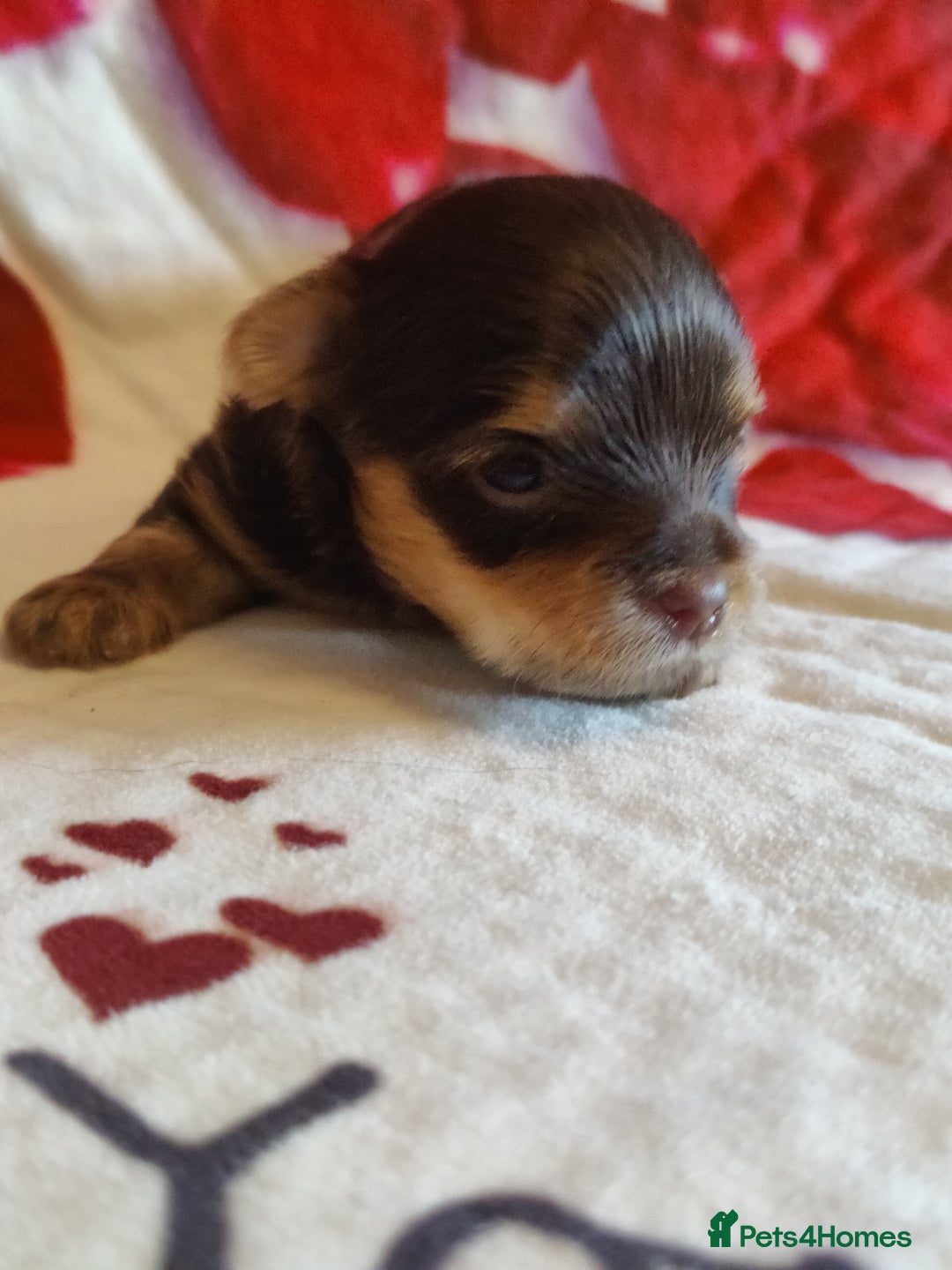 Yorkshire Terrier dogs for sale: Outstanding RARE Yorkshire terrier Chocolate - Image 5