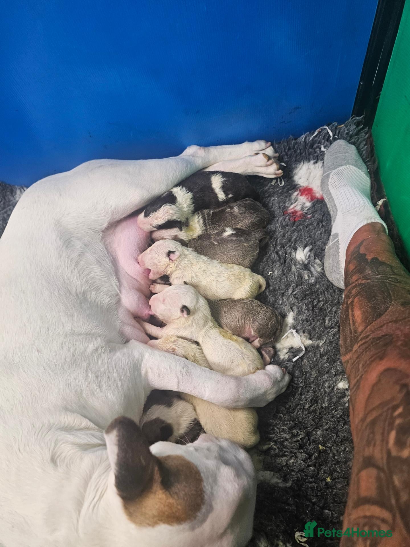 Bull Terrier dogs for sale: Eglish bullterriers pups for sale - Advert 1