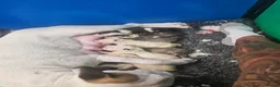 Bull Terrier dogs for sale: Eglish bullterriers pups for sale - Advert 1