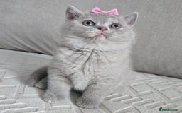 British Shorthair cats for sale: British Short-hair Kittens *One female avaliable!* in Newtownabbey - Image 1