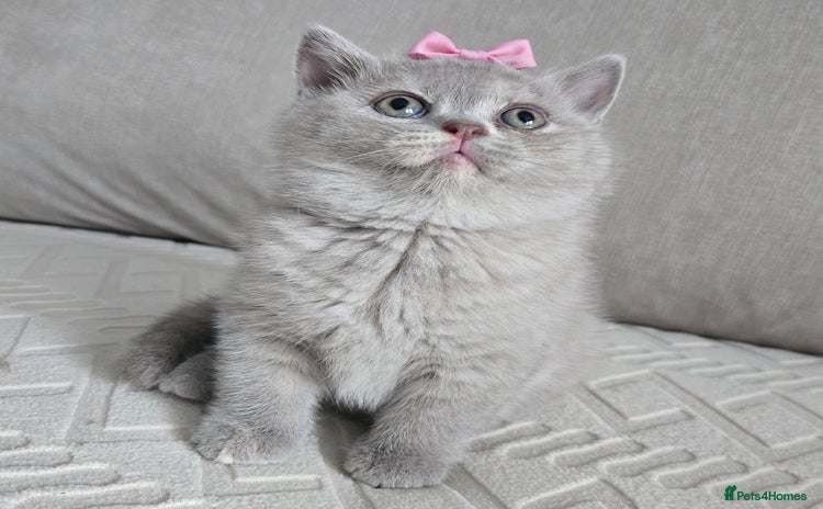British Shorthair cats in Newtownabbey - Advert 2