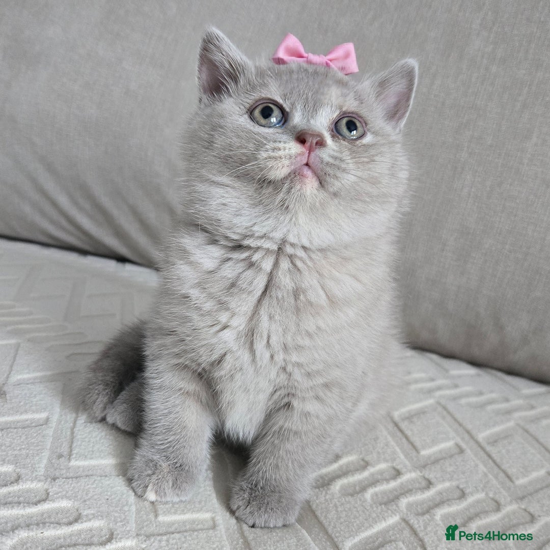 British Shorthair cats for sale: British Short-hair Kittens *One female avaliable!* in Newtownabbey - Image 1