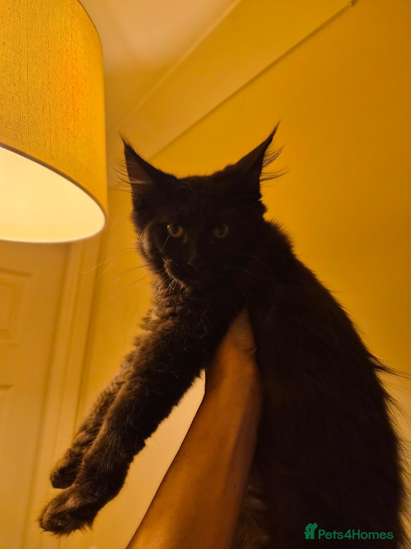 Maine Coon cats Tica registered mainecoons  - Advert 8