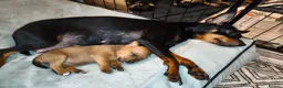 Mixed Breed dogs for sale: Mini Jack Pups - Advert 6