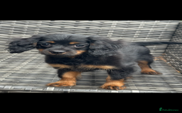 Cavapoo dogs for sale: Cavapoo rare black &tan health tested  - Image 4