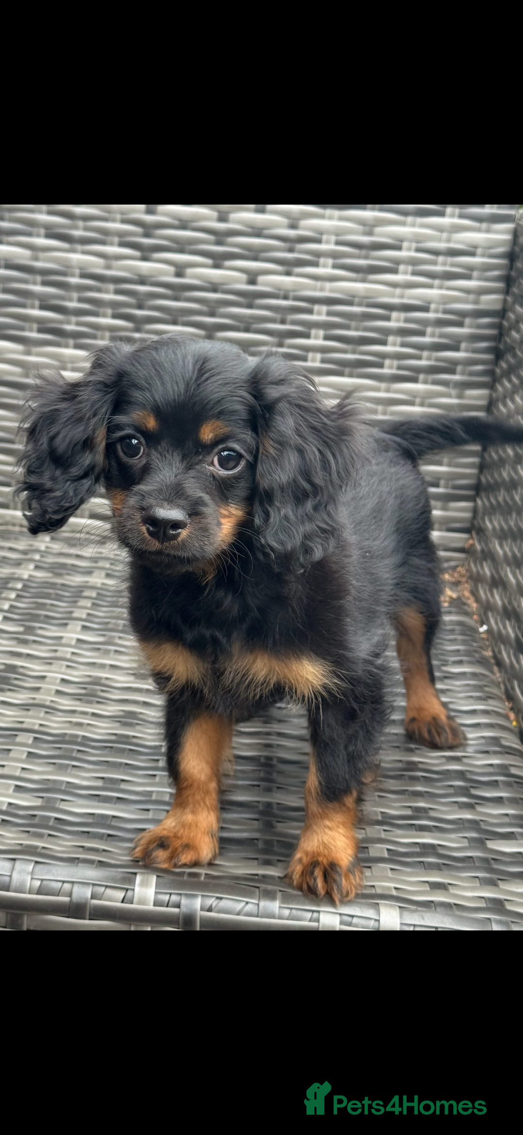 Cavapoo dogs for sale: Cavapoo rare black &tan health tested  - Image 4