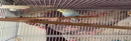 Budgerigars birds for sale: 3 budgies + Large Cage (RRP£120) + accessories  in Bradford - Advert 3