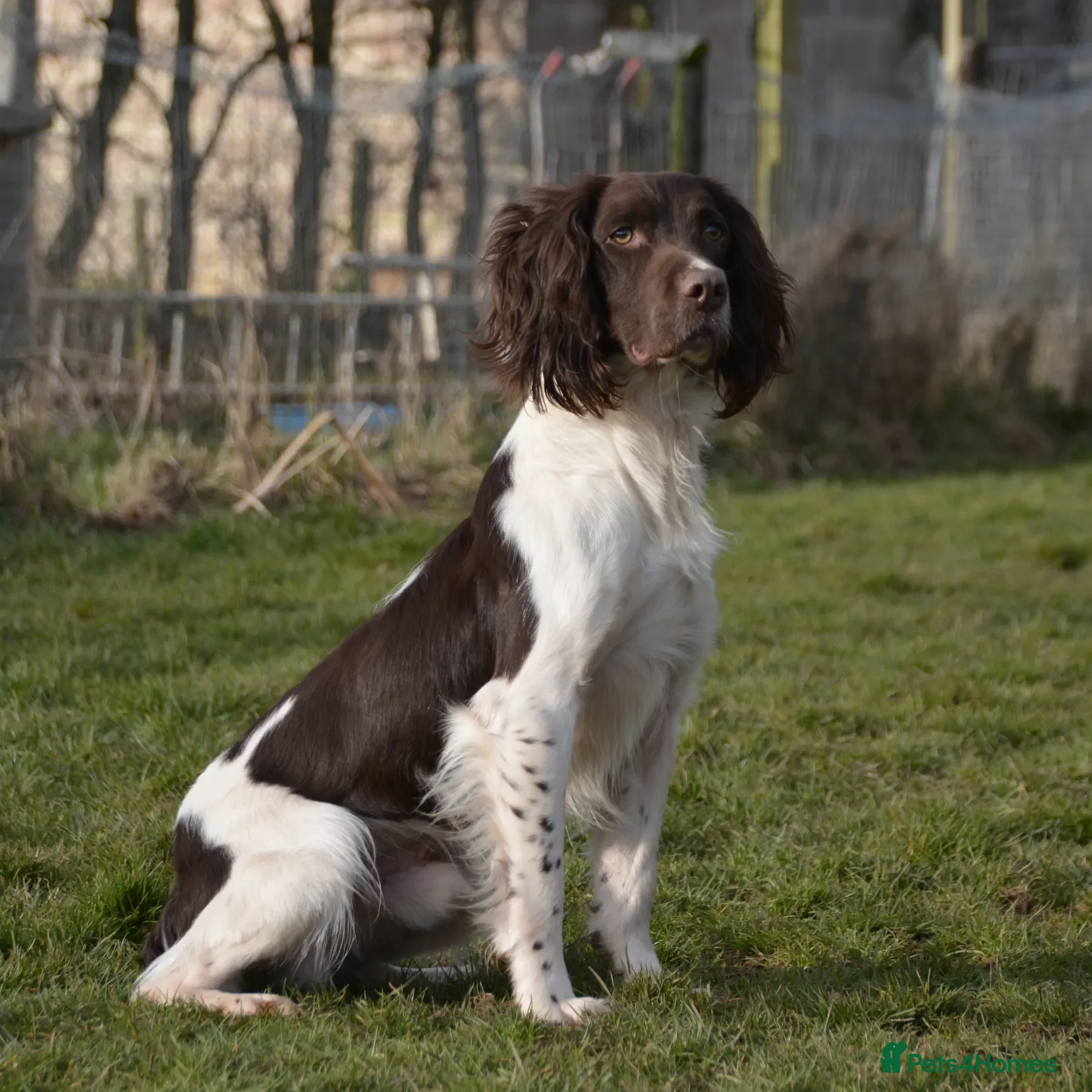 English Springer Spaniel dogs FIELD TRIAL WINNER, ENGLISH SPRINGER STUD DOG in Bristol - Advert 15