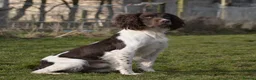 English Springer Spaniel dogs for stud: FIELD TRIAL WINNER, ENGLISH SPRINGER STUD DOG in Bristol - Advert 1
