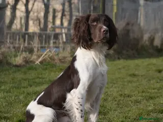 English Springer Spaniel dogs FIELD TRIAL WINNER, ENGLISH SPRINGER STUD DOG in Bristol - Advert 7