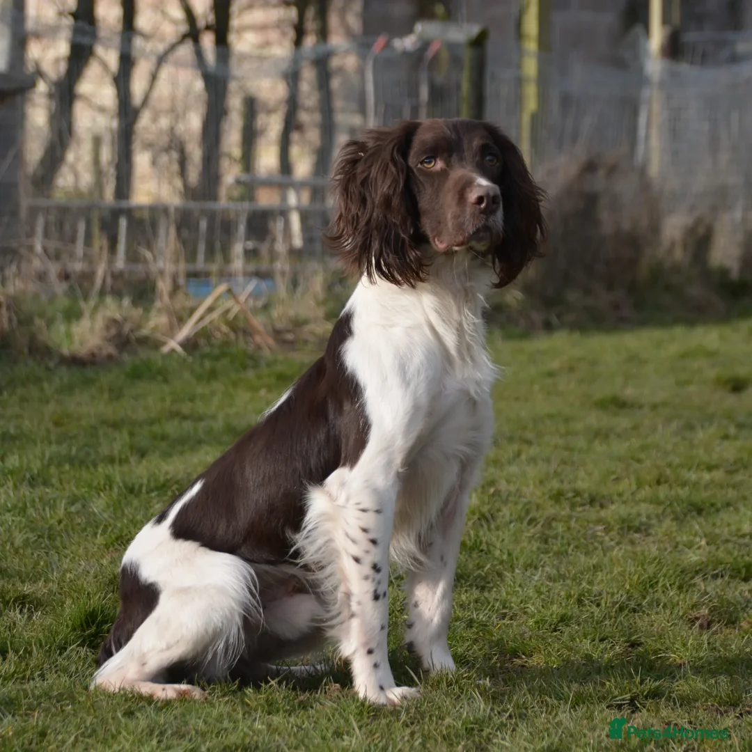 English Springer Spaniel dogs for stud: FIELD TRIAL WINNER, ENGLISH SPRINGER STUD DOG in Bristol - Advert 1