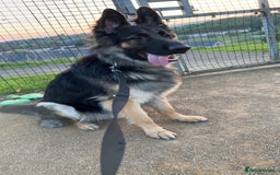 German Shepherd dogs for stud: Proven KC Registered German Shepherd  in Glasgow - Image 4