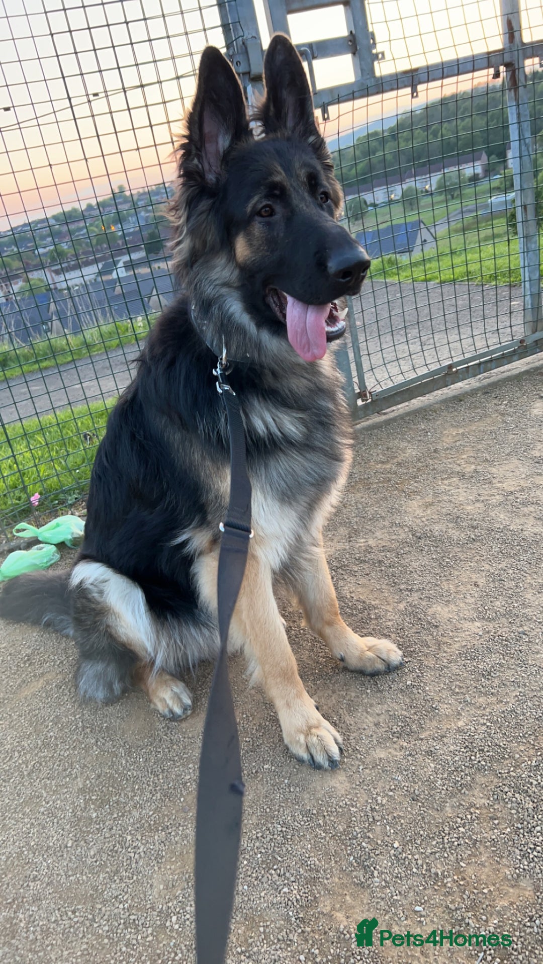 German Shepherd dogs for stud: Proven KC Registered German Shepherd  in Glasgow - Image 4
