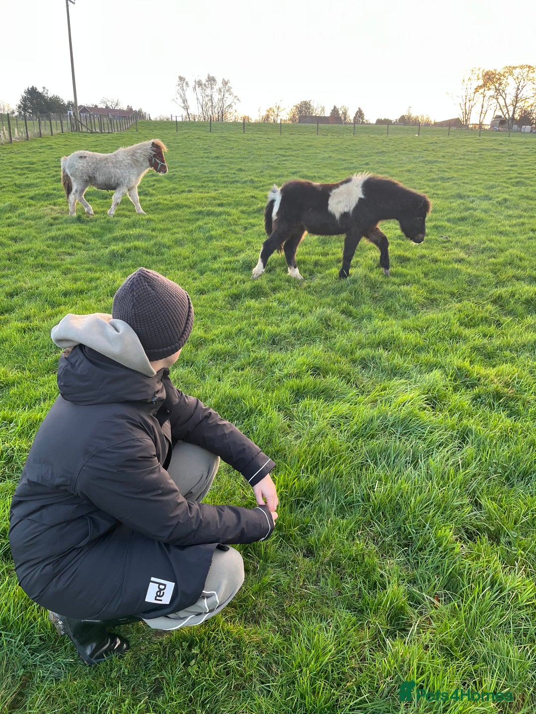 Riding pony horses for sale: 7-month-old Pony Filly & Colt, Unhandled - Advert 4