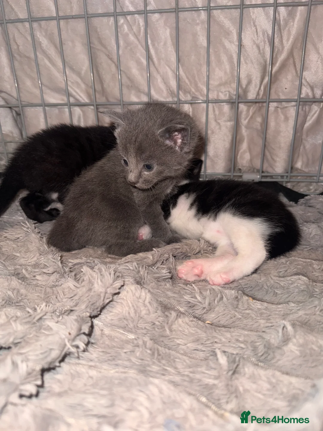 British Shorthair cats for sale: **** Beautiful Kittens**** - Advert 2