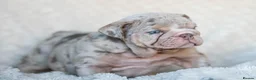 English Bulldog dogs for stud: Lilac and tan Merle carrying curly  - Advert 12