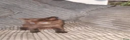 Mixed Breed cats for sale: 11 Adorable kittens 🐾 - Advert 14