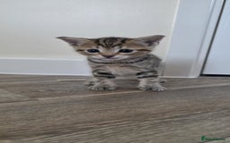 Mixed Breed cats for sale: 2 little little kittens ( both girls) for free - Image 2