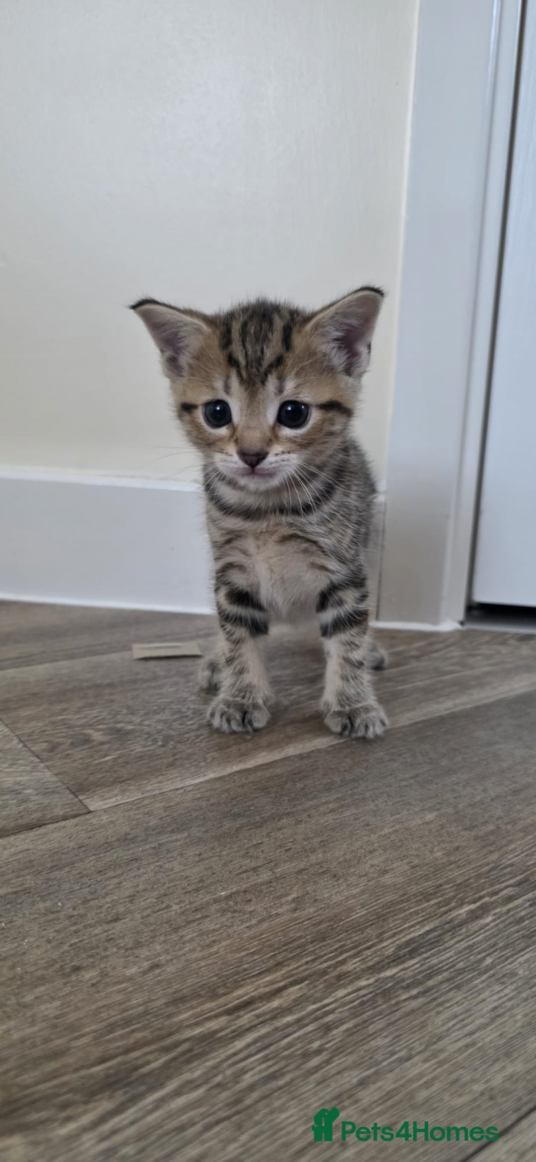 Mixed Breed cats for sale: 2 little little kittens ( both girls) for free - Image 2