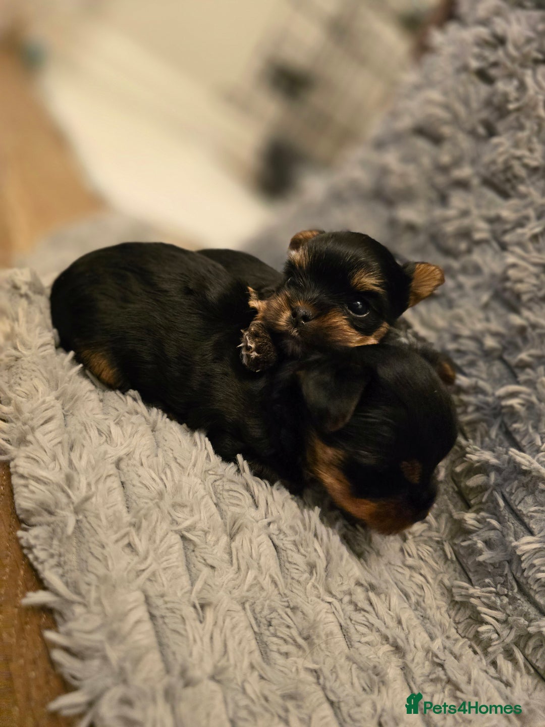 Yorkshire Terrier dogs for sale: Mini Yorkshier Terrier - Advert 3
