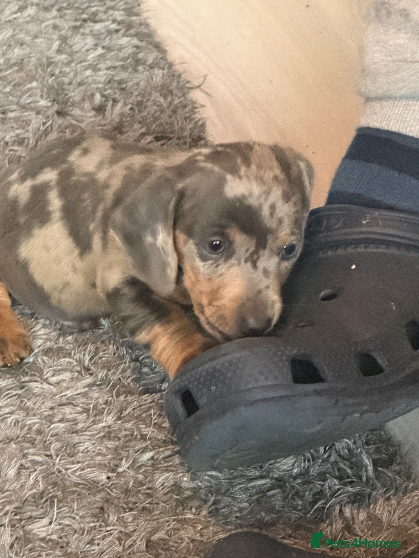 Miniature Dachshund dogs for sale: 1 little boys left - Advert 17
